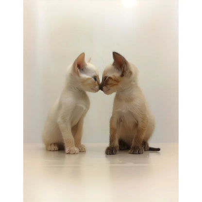 Two siamese kittens nose kissing Poster