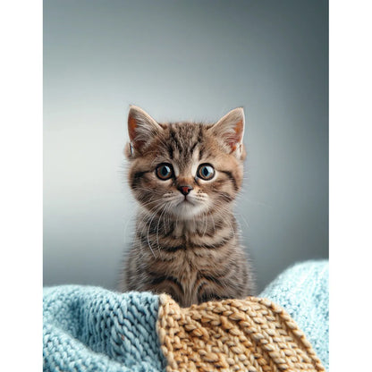 Brown tabby kitten on a throw blanket Poster