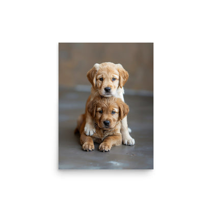 Deux chiots golden posant Affiche