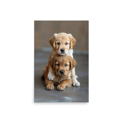 Two golden puppies posing Poster