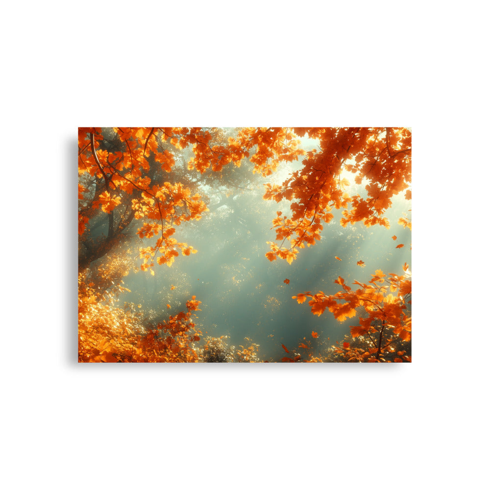 Autumn forest bathed in the sun Poster